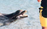 Dolphins in Kauai