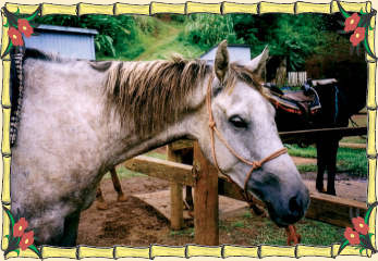 Kauai Horse