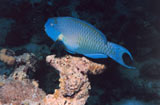 Kauai Scuba Diving